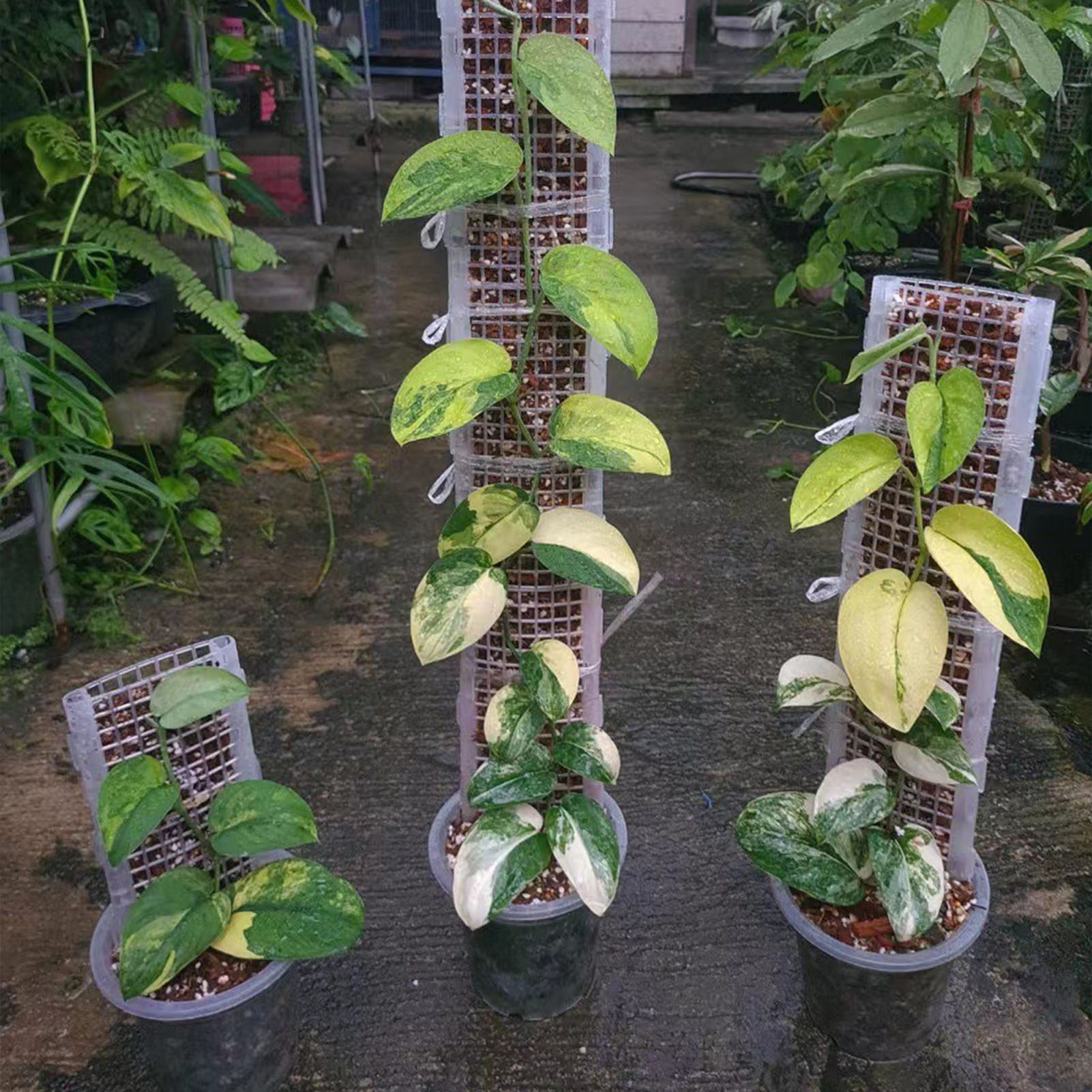 Plastic Moss Pole for Plants P - Sphagnum Moss Dry review and price